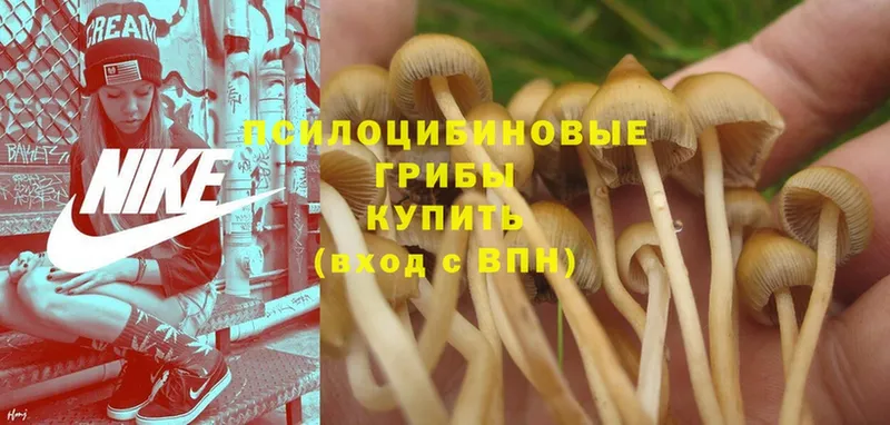 Псилоцибиновые грибы Cubensis  Елабуга 